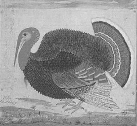 Thanksgiving Special: When Emperor Jahangir’s court painter Ustad Mansur drew a turkey