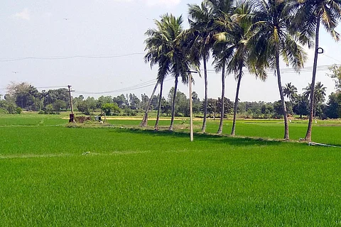 Coconut cultivation in Cauvery Delta is expanding but farmers demand better market linkages

