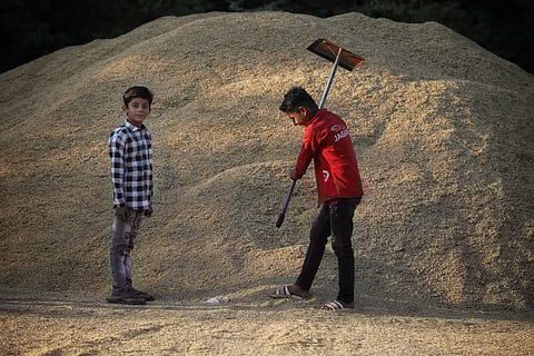 Disappointed by soy market prices, farmers in MP’s Sheopur now stare at paddy glut