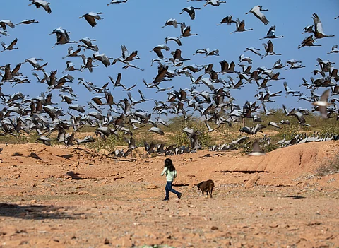 Deviation in traditional flight route of Demoiselle crane sets new record, sparks curiosity 
