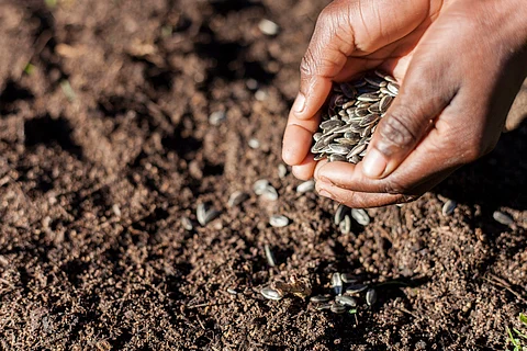 African countries to deposit seed varieties in global seed vault