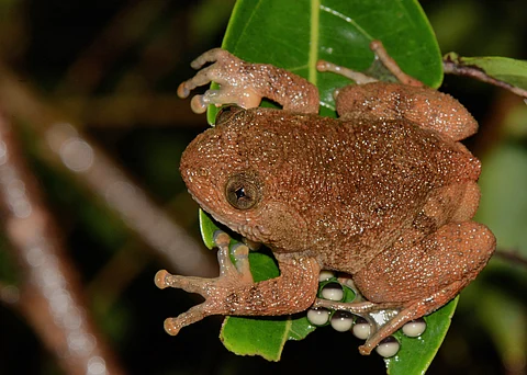 As agriculture expands in Western Ghats, endemic frog species face growing habitat loss and decline