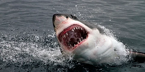 Over 50% decline in sharks & rays since 1970: Study