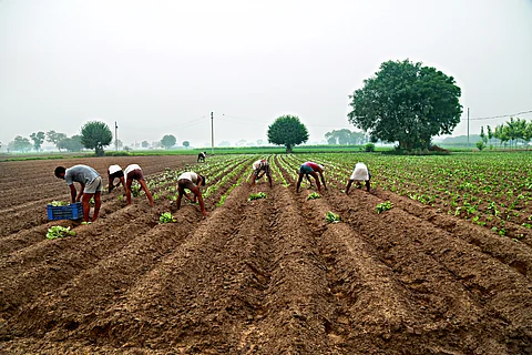 Scientists find how soil, a sink for GHGs, also contributes to climate change 