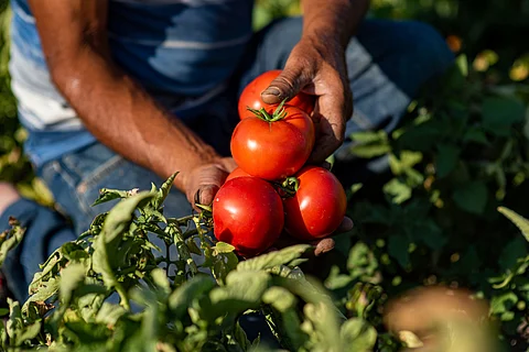 Africa’s worsening food crisis — it’s time for an agricultural revolution