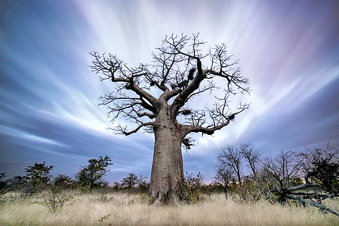 Baobab is a superfood with growing global demand — that’s bad news for the sacred African tree