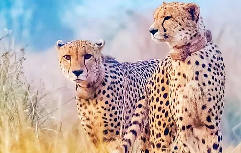Elton and Freddie, two male cheetahs in the wilds of Kuno National Park, as seen in this photo released by the Park. They were given the names ‘Gaurav’ and ‘Shaurya’. Shaurya is deceased