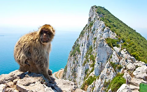 Among the world’s 230 alien mammals, 36 are threatened in their native homes: Study
