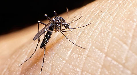 Genomic variation in mosquitoes is responsible for low rates of Zika transmission in Africa: Study
