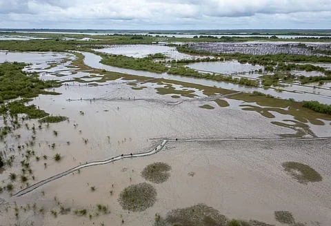 Three promising outcomes from the world’s first official summit to conserve and restore mangroves
