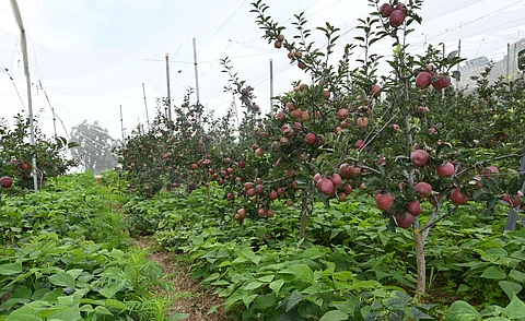 Growing green, growing profits: Unveiling the economic success of natural farming in apple orchards