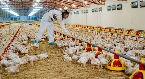 United States confirms first ‘severe’ case of H5N1 avian flu from backyard poultry