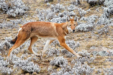 Wolves with a taste for nectar? How we discovered the first large carnivore that pollinates flowers
