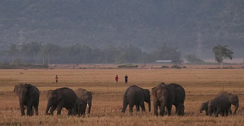 A herd of elephants in a harvested paddy field in Assam