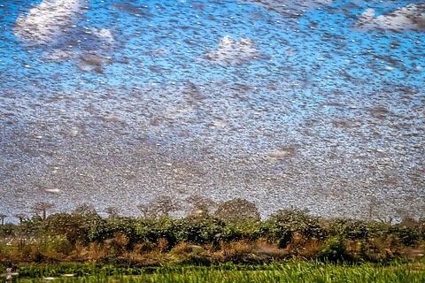 A tool to prevent next locust upsurge: Scientists develop model to predict behaviour of migratory pests   