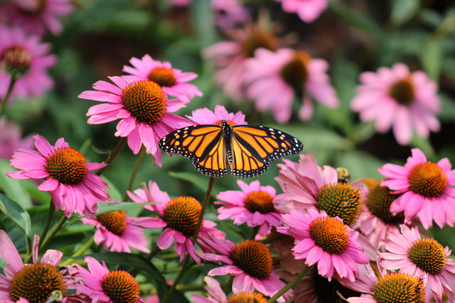 Federal Protection for Monarch Butterflies: Balancing Conservation and ...