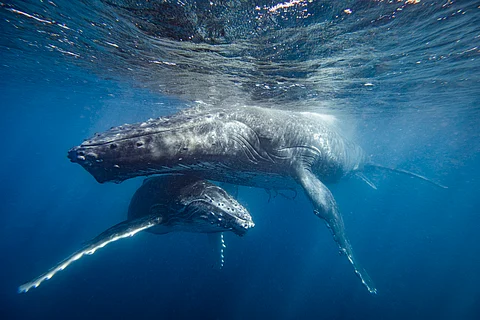 Whales can live way longer than scientists had thought, with potential lifespans as much as double previous estimates
