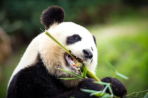 The giant panda’s diet is almost 100% bamboo