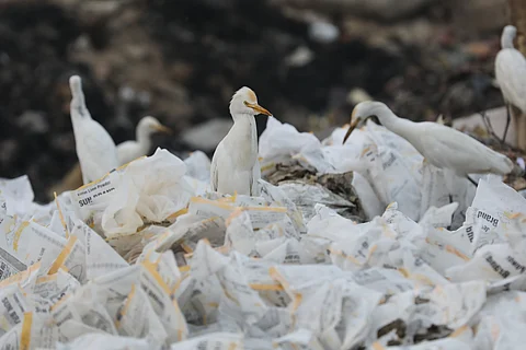 Dystopian or survivalist? Inefficient urban waste management unwittingly nourishes some bird species