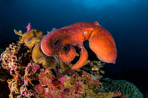 Octopuses and their relatives are a new animal welfare frontier — here’s what scientists know about consciousness in these unique creatures