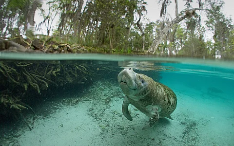 Nearly 20% of species residing in UNESCO’s world heritage marine sites live in unsuitably warm waters
