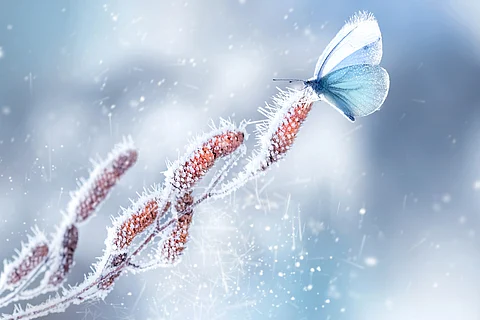 What do insects do all winter?