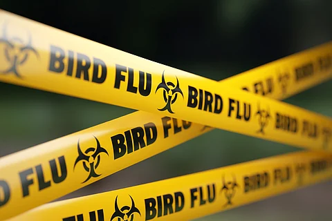 Here’s why ‘worrisome’ mutations in bird flu virus infecting Canadian teenager have raised alarms