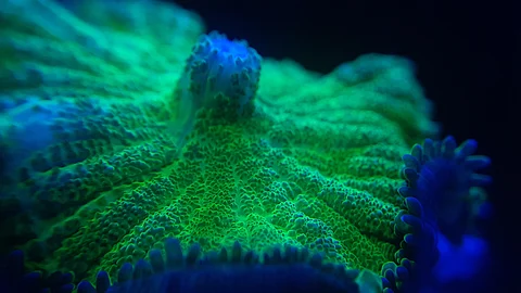 Meet the fungi that live in the sea