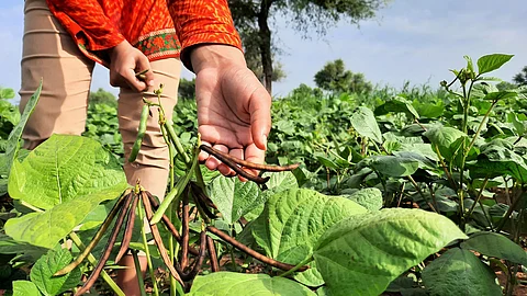 Climate-resilient crops: Viable solution that needs a stronger push