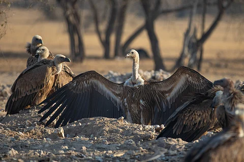 Painkiller nimesulide banned after research confirms lethality for vultures