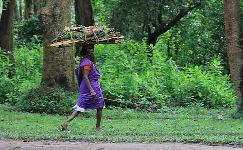 A proposed bill to safeguard Kerala’s forests faces stiff opposition from interest groups