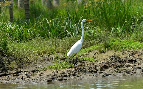 Study shows wader bird species in Kerala’s wetlands declined during last decade; ecosystem in peril, say authors