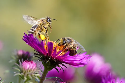 Agricultural pesticides a threat to over 70% wild bee species, study finds