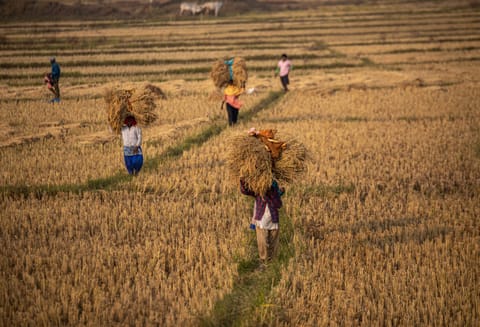 Digitisation of farm lands gains pace as 10 million farmers' digital IDs linked to land records 