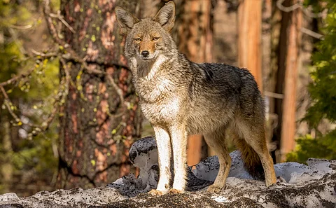 Coyotes in urban America are evolving; this can be seen in their genes, says study