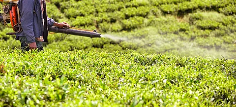 Binding DDT-infused soil with biochar can help in alleviating ecological risks: Research
