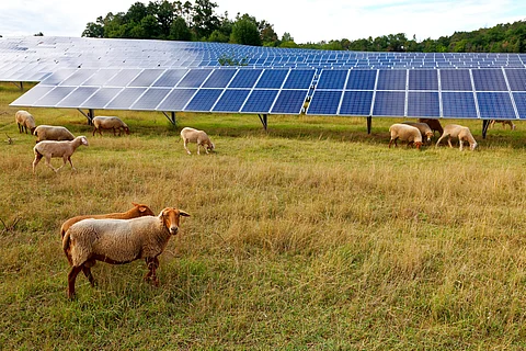 ‘Solar shepherds’ earn big by grazing sheep on solar farms — and they benefit everyone involved