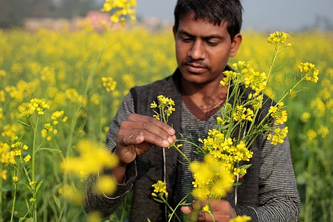 Mustard sowing reduces by over 500,000 acres since last year