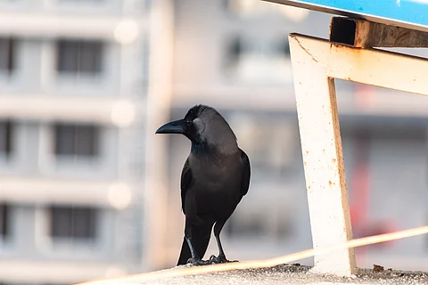 Bird flu kills 51 crows, prohibitory orders issued in Latur