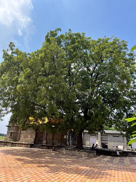 Sthala Vrikshas: Sacred trees rooted in tradition and nature