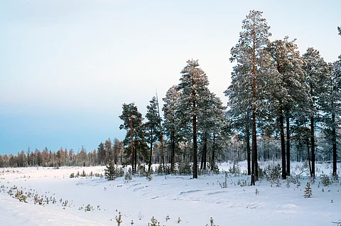 Boreal forests are in a state of disequilibrium, shifting towards a half-open forest regime, the study found.