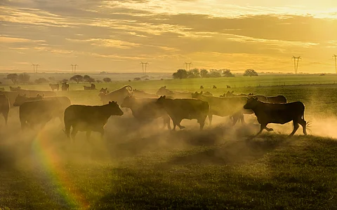 Climate change could contribute to pushing nitrogen pollution to 600 tg per year by 2100