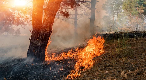 Wildfires fuel record rise in CO₂ levels in 2024