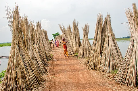 Jute is being dried in west Bengal villages