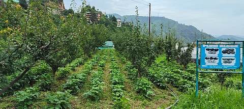 Natural farming in Solan: A journey towards sustainable agriculture and rural prosperity