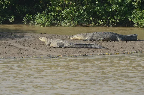1,826 crocodiles, including 18 albinos, sighted in Odisha’s Bhitarkanika National Park during annual saurian census