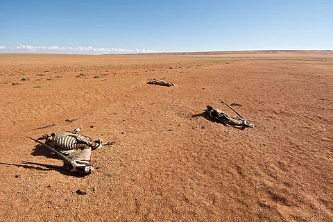 Prolonged, multi-year droughts are becoming more frequent with climate change: Study 
