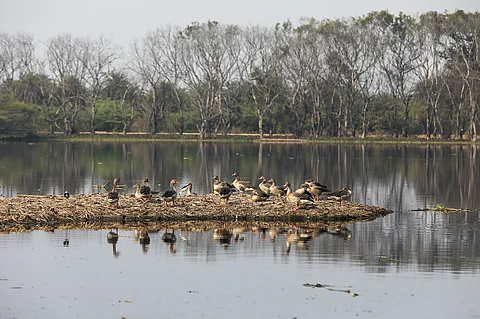 Saving Surajpur wetland in Greater Noida 