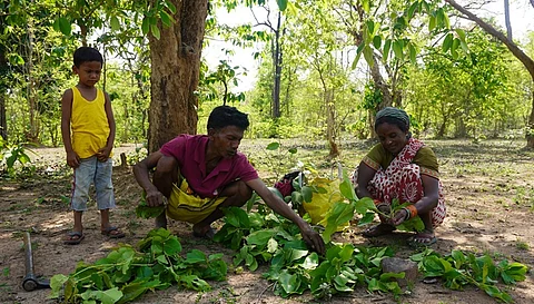 Three forest villages in eastern Maharashtra discovered a simple truth during the COVID-19 pandemic