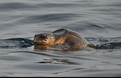After a year’s gap, Olive Ridley turtles to return to River Rushikulya mouth to nest, say experts